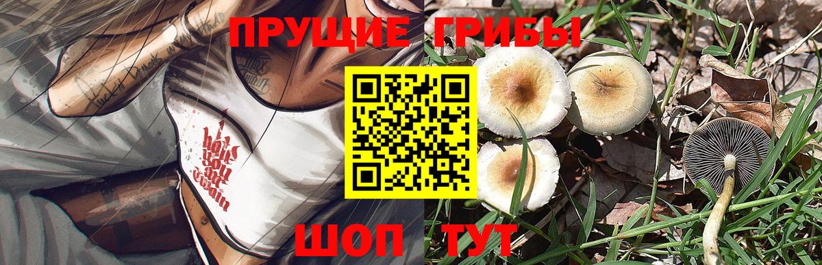 Ртищево  Псилоцибиновые грибы Psilocybe  Вход с VPN 